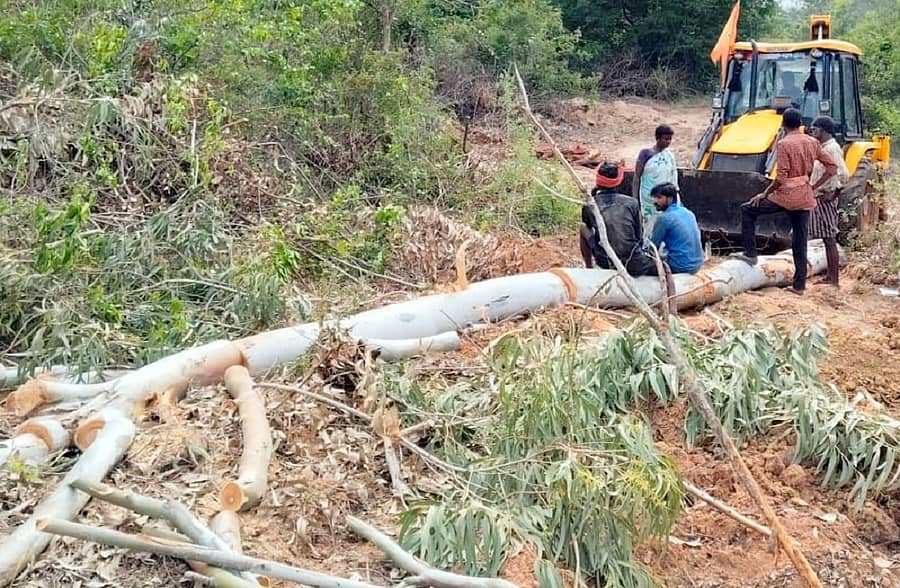 ಶ್ರೀನಿವಾಸಪುರ ತಾಲ್ಲೂಕಿನ ರಾಯಲ್ಪಾಡು ಹೋಬಳಿ ಬಳಿ ಅರಣ್ಯದಲ್ಲಿ ಮರ ಕಡಿದಿರುವುದು