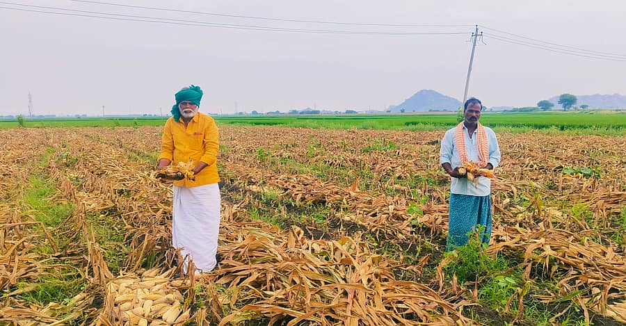 ತೆಕ್ಕಲಕೋಟೆ ವ್ಯಾಪ್ತಿಯಲ್ಲಿ ಮೆಕ್ಕೆಜೋಳ ಬೆಳೆದ ರೈತರು ಭೂಮಿಯಲ್ಲಿ ತೇವಾಂಶ ಹೆಚ್ಚಳದಿಂದ ಮೊಳಕೆ ಒಡೆಯುತ್ತಿದೆ