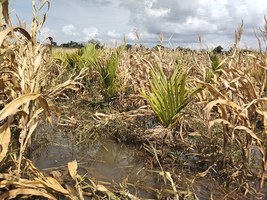 ಜಗಳೂರು ತಾಲ್ಲೂಕಿನ ಐನಹಳ್ಳಿ, ಕೊಡದಗುಡ್ಡ ಪ್ರದೇಶದಲ್ಲಿ ಹೆಚ್ಚಿನ ಮಳೆಯಿಂದ ಮೆಕ್ಕೆಜೋಳ ಬೆಳೆಯಲ್ಲಿ ನೀರು ನಿಂತಿರುವುದು