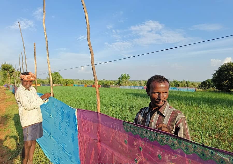 ಕೋಲಾರ ತಾಲ್ಲೂಕಿನ ತೊಟ್ಲಿ ಗ್ರಾಮದ ಬಳಿ ರೈತರೊಬ್ಬರು ರಾಗಿ ಬೆಳೆದಿದ್ದು, ಕಾಡು ಪ್ರಾಣಿಗಳಿಂದ ರಕ್ಷಿಸಿಕೊಳ್ಳಲು ಜಮೀನು ಸುತ್ತ ಸೀರೆ ಕಟ್ಟಿರುವುದು