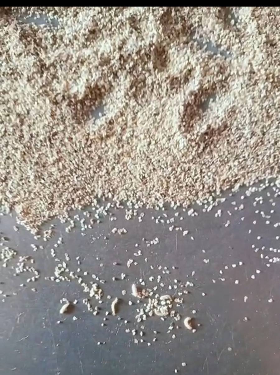 ಹಟ್ಟಿ ಸಮೀಪದ ಗೌಡೂರು ಗ್ರಾಮದ ಅಂಗನವಾಡಿ ಕೇಂದ್ರದಲ್ಲಿ ಅವಧಿ ಮುಗಿದ ಮಿಲೆಟ್ ಪ್ಯಾಕೆಟ್‌ನಲ್ಲಿ ಹುಳುಗಳು‌ ಕಂಡು ಬಂದಿದೆ