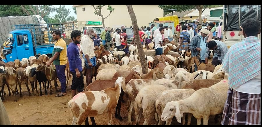 ಚಿಕ್ಕನಾಯಕನಹಳ್ಳಿ ಪಟ್ಟಣದಲ್ಲಿ ಕುರಿ ಸಂತೆ