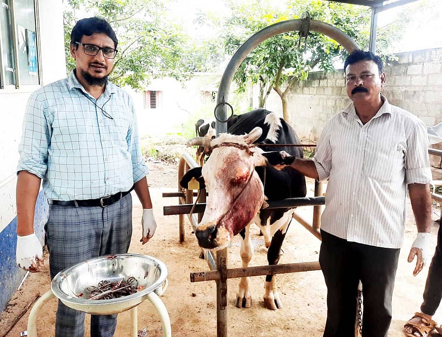 ಬಸವಾಪಟ್ಟಣ ಸಮೀಪದ ದಾಗಿನಕಟ್ಟೆ ಪಶು ಆಸ್ಪತ್ರೆಯಲ್ಲಿ ಸೋಮವಾರ ಹಸುವಿನ ಕ್ಯಾನ್ಸರ್ ಪೀಡಿತ ಕಣ್ಣನ್ನು ಶಸ್ತ್ರ ಚಿಕಿತ್ಸೆ ಮೂಲಕ ತೆಗೆದ ಹಿರಿಯ ಪಶುವೈದ್ಯಾಧಿಕಾರಿ ಮೊಹ್ಮದ್ ಉಮರ್ ಫಾರೂಕ್