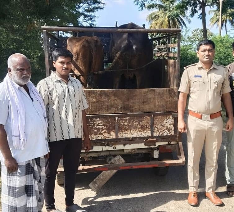 ಗುಂಡ್ಲುಪೇಟೆ ತಾಲ್ಲೂಕಿನ ಬೇಗೂರು ಠಾಣೆಯ ವ್ಯಾಪ್ತಿಯಲ್ಲಿ ಕಸಾಯಿಖಾನೆಗೆ ಸಾಗಣೆ ಮಾಡುತ್ತಿದ್ದ ಹಸುಗಳನ್ನು ವಶಕ್ಕೆ ಪಡೆದಿರುವುದು