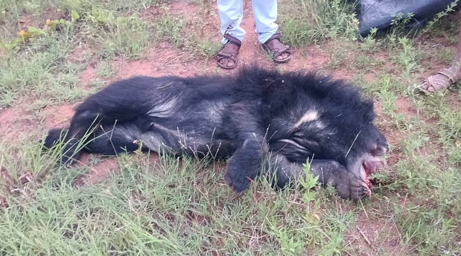 <div class="paragraphs"><p>ಮೊಳಕಾಲ್ಮುರು ತಾಲ್ಲೂಕಿನ ಕೊಮ್ಮನಪಟ್ಟಿ ಬಳಿ ಸೋಮವಾರ ವಾಹನ ಡಿಕ್ಕಿ ಹೊಡೆದು ಮೃತಪಟ್ಟಿರುವ ಕರಡಿ </p></div>