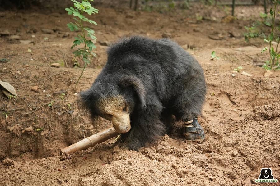 ಕೃತಕ ಕಾಲು ಜೋಡಣೆ ಶಸ್ತ್ರಚಿಕಿತ್ಸೆಗೆ ಒಳಗಾದ ವಸಿಕರನ್