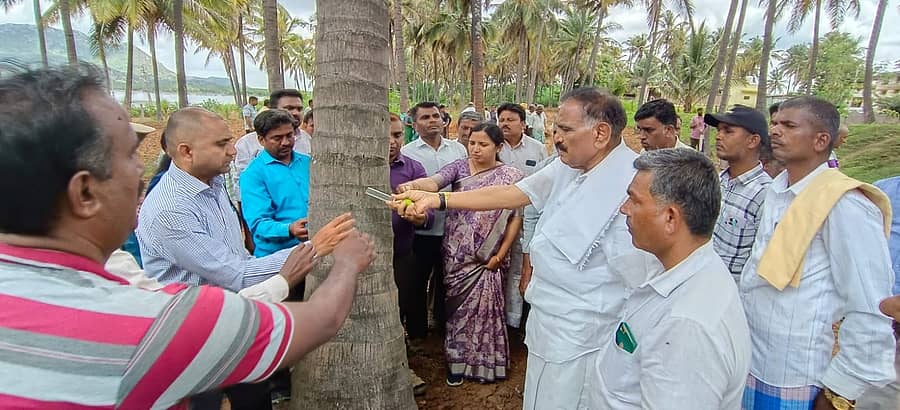 ಅರಸೀಕೆರೆ ತಾಲ್ಲೂಕಿನ ನಾಗತಿಹಳ್ಳಿಯ ತೆಂಗಿನ ತೋಟದಲ್ಲಿ ಉಲ್ಬಣವಾಗಿರುವ ರೋಗ ಹತೋಟಿಗಾಗಿ ಪರೋಪ ಜೀವಿಗಳನ್ನು ಶಾಸಕ ಕೆ.ಎಂ.ಶಿವಲಿಂಗೇಗೌಡ ಬಿಡುಗೊಡೆಗೊಳಿಸಿದರು