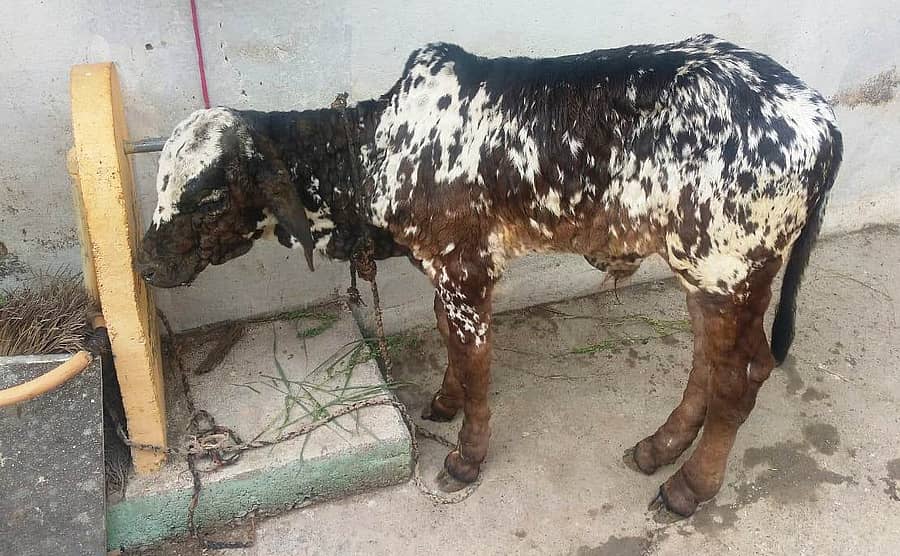 ಕಮಲನಗರ ತಾಲ್ಲೂಕಿನ ಮುರ್ಕಿ ಗ್ರಾಮದಲ್ಲಿ ಆಕಳು ಕರುವಿನಲ್ಲಿ ಚರ್ಮ ಗಂಟು ರೋಗ ಕಾಣಿಸಿಕೊಂಡಿರುವುದು