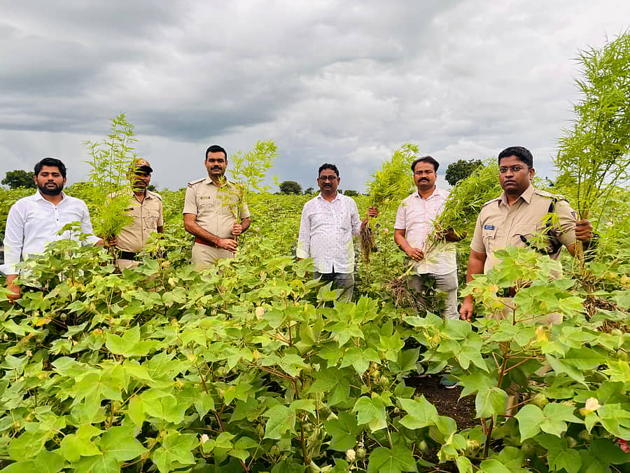 ಔರಾದ್ ತಾಲ್ಲೂಕಿನ ಕರಂಜಿ (ಬಿ) ಗ್ರಾಮದ ಹೊಲದಲ್ಲಿ ಬೆಳೆದ ಗಾಂಜಾ ಗಿಡಗಳನ್ನು ಪೋಲಿಸರು ಪತ್ತೆ ಮಾಡಿದರು