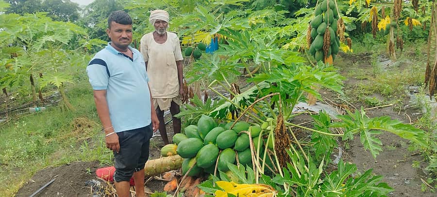 ಜೇವರ್ಗಿ ಪಟ್ಟಣದ ಹೊರವಲಯದ ವಿಷ್ಣು ಮಹೇಂದ್ರಕರ್ ಹೊಲದಲ್ಲಿ ಮಳೆಗೆ ಪಪ್ಪಾಯ ಗಿಡಗಳು ನೆಲಕ್ಕುರುಳಿ ಬಿದ್ದು ಹಾಳಾಗಿರುವುದು