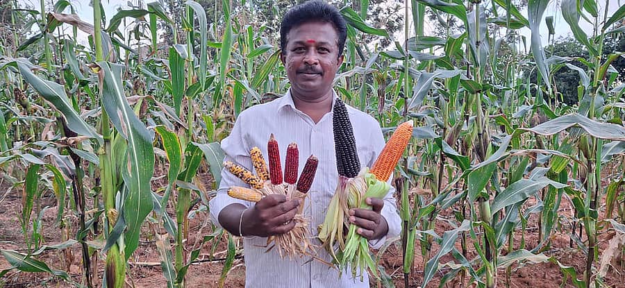 ಶಿಡ್ಲಘಟ್ಟ ತಾಲ್ಲೂಕಿನ ಅಪ್ಪೇಗೌಡನಹಳ್ಳಿಯ ರೈತ ಎ.ಎಂ.ತ್ಯಾಗರಾಜ್ ಬೆಳೆದಿರುವ ಬಣ್ಣಬಣ್ಣದ ಜೋಳಗಳು