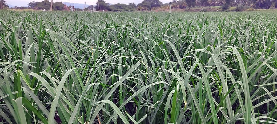 <div class="paragraphs"><p>ಯಳಂದೂರು ತಾಲ್ಲೂಕಿನ ಹೋಬಳಿ ವ್ಯಾಪ್ತಿಗಳಲ್ಲಿ ನೀರಾವರಿ ಭೂಮಿಯಲ್ಲಿ ಹೈಬ್ರಿಡ್ ತಳಿಯ ರಾಗಿ ನಾಟಿ ಮಾಡಿರುವುದು</p></div>