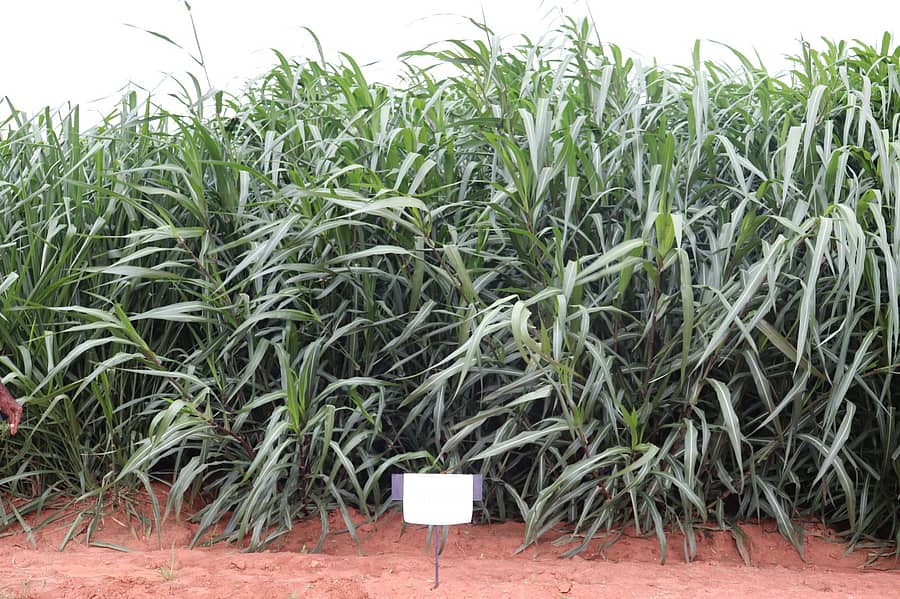 ಜಿಕೆವಿಕೆ ಆವರಣದಲ್ಲಿ ನೇಪಿಯರ್–ಪಿಬಿಎನ್–342 ತಳಿಯನ್ನು ಬೆಳೆಯಲಾಗಿದೆ