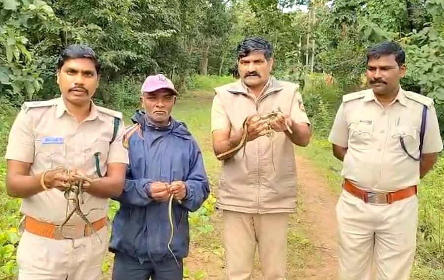 ಮುಂಡಗೋಡ ತಾಲ್ಲೂಕಿನ ಕಾತೂರ ಅರಣ್ಯ ವಲಯ ವ್ಯಾಪ್ತಿಯ ಸಸ್ಯಪಾಲನಾ ಕ್ಷೇತ್ರದ ಸನಿಹ ಹಾವಿನ ಮರಿಗಳನ್ನು ಗುರುವಾರ ಬಿಡಲಾಯಿತು