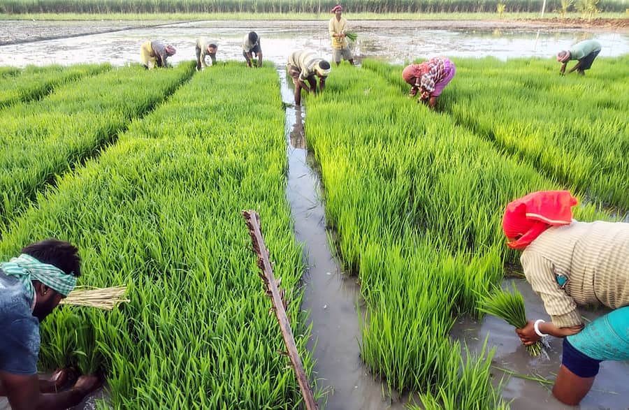 ಯಳಂದೂರು ತಾಲ್ಲೂಕು ಯರಿಯೂರು ಸಮೀಪ ಬಂಗಾಳದ ಕಾರ್ಮಿಕರು ನಾಟಿ ಚಟುವಟಿಕೆಯಲ್ಲಿ ತೊಡಗಿರುವ ದೃಶ್ಯ