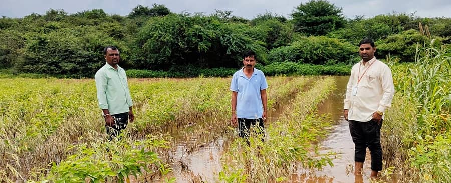 ಕುಷ್ಟಗಿ ತಾಲ್ಲೂಕಿನ ತಾವರಗೇರಾ ಭಾಗದಲ್ಲಿ ಹಾನಿಯಾದ ಬೆಳೆಯ ನೋಟ