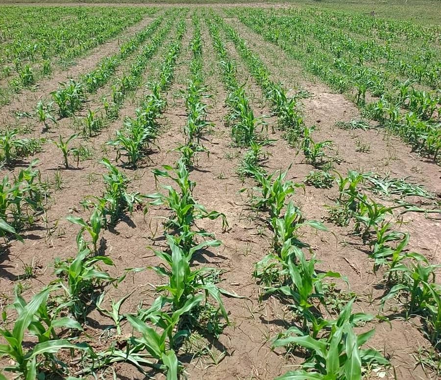 ಶಿರಸಿ ತಾಲ್ಲೂಕಿನ ದಾನಸಕೊಪ್ಪ ಭಾಗದಲ್ಲಿ ಅತಿಯಾದ ಮಳೆಯ ಕಾರಣಕ್ಕೆ ಸರಿಯಾಗಿ ಬೆಳವಣಿಗೆಯಾಗದ ಮೆಕ್ಕೆಜೋಳದ ಗಿಡಗಳು  