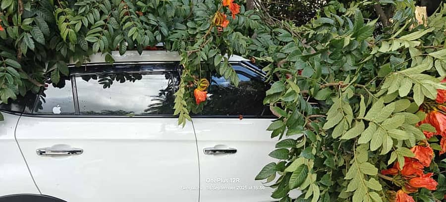 ವೆಸ್ಟ್ ಆಫ್ ಕಾರ್ಡ್ ರಸ್ತೆಯಲ್ಲಿ ಕಾರಿನ ಮೇಲೆ ಮರ ಉರುಳಿಬಿದ್ದಿತ್ತು