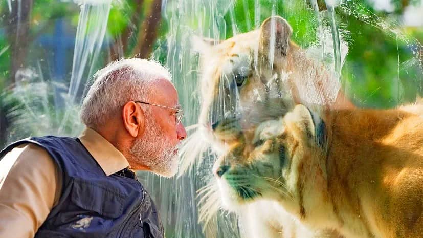 <div class="paragraphs"><p> ‘ವಂತಾರಾ’ ವನ್ಯಜೀವಿ ಸಂರಕ್ಷಣೆ ಕೇಂದ್ರದಲ್ಲಿರುವ ಹುಲಿಗಳನ್ನು&nbsp; ಮೋದಿ ಅವರು ವೀಕ್ಷಿಸಿದರು</p></div>