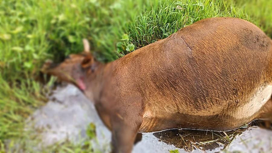 ಗೋಣಿಕೊಪ್ಪಲು ಬಳಿಯ ಶ್ರೀಮಂಗಲ ಕುರ್ಚಿಯಲ್ಲಿ ಹುಲಿ ದಾಳಿಗೆ ಬಳಿಯಾದ ಅಜ್ಜಮಾಡ ಮೇದಪ್ಪ ಅವ ಹಸು