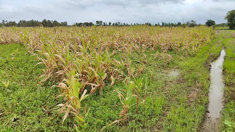 ಹಾವೇರಿ ಜಿಲ್ಲೆಯ ಚಿಕ್ಕಬಾಸೂರು ಬಳಿ ಮೆಕ್ಕೆಜೋಳ ಬೆಳೆ ಹಾಳಾಗಿರುವುದು 