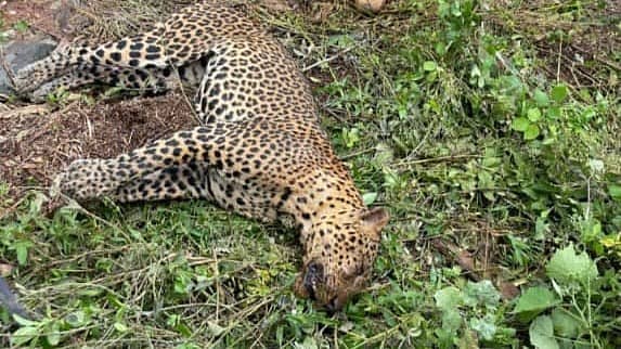 <div class="paragraphs"><p>ಪ್ರಾತಿನಿಧಿಕ ಚಿತ್ರ</p></div>