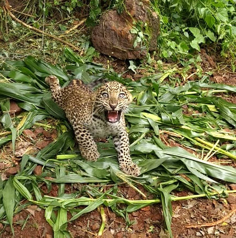<div class="paragraphs"><p>ದಾವಣಗೆರೆ: ಹಂದಿ ಹಿಡಿಯಲು ಹಾಕಿದ್ದ ಬಲೆಯಲ್ಲಿ ಸಿಲುಕಿದ್ದ ಚಿರತೆ ಮರಿ ರಕ್ಷಣೆ</p></div>