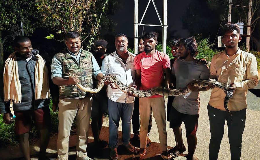 ಚನ್ನಪಟ್ಟಣ ತಾಲ್ಲೂಕಿನ ದೇವರ ಹೊಸಹಳ್ಳಿ ಗ್ರಾಮದಲ್ಲಿ ಪತ್ತೆಯಾದ ಹೆಬ್ಬಾವು ಅನ್ನು ವಲಯ ಅರಣ್ಯಾಧಿಕಾರಿ ರಾಂಪುರ ಮಲ್ಲೇಶ್ ಸುರಕ್ಷಿತವಾಗಿ ಹಿಡಿದರು