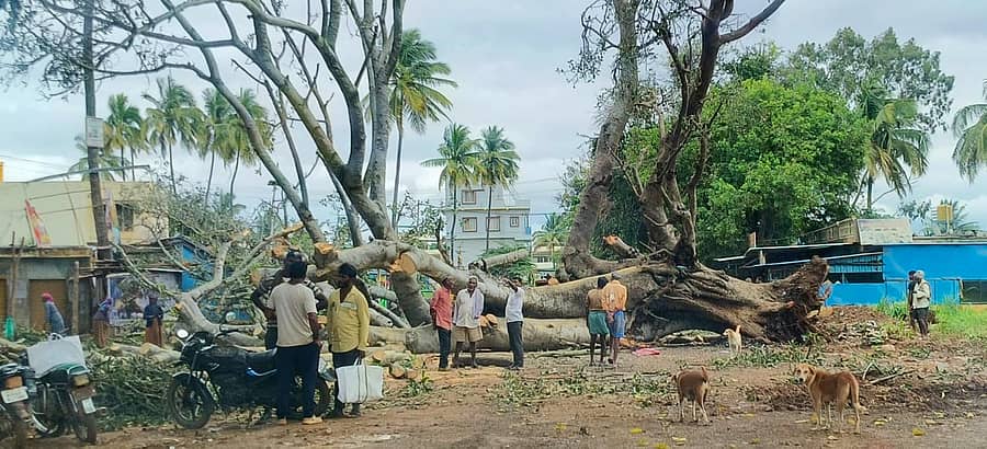 ಶಿಡ್ಲಘಟ್ಟ ತಾಲ್ಲೂಕಿನಲ್ಲಿ ಮಳೆಯಿಂದಾಗಿ ಅಬ್ಲೂಡು ವೃತ್ತದಲ್ಲಿನ ಬೃಹತ್ ಆಲದ ಮರ ಉರುಳಿ ಬಿದ್ದಿದೆ