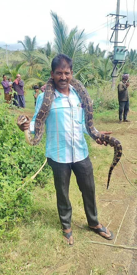 ಸ್ನೇಕ್ ಬಾಬು ಅವರು ಹೆಬ್ಬಾವು ಸೆರೆ ಹಿಡಿದಿರುವುದು
