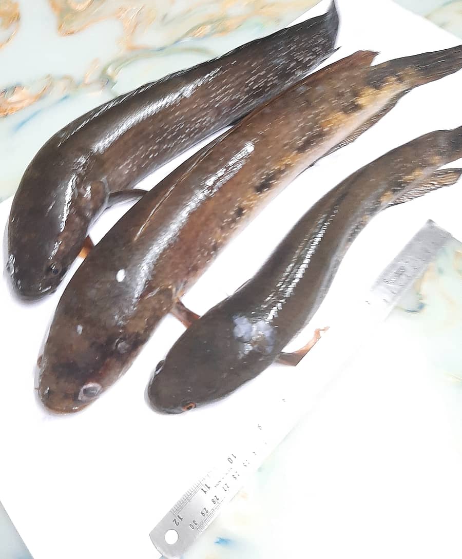 ಅವ್ಲ ಮೀನು