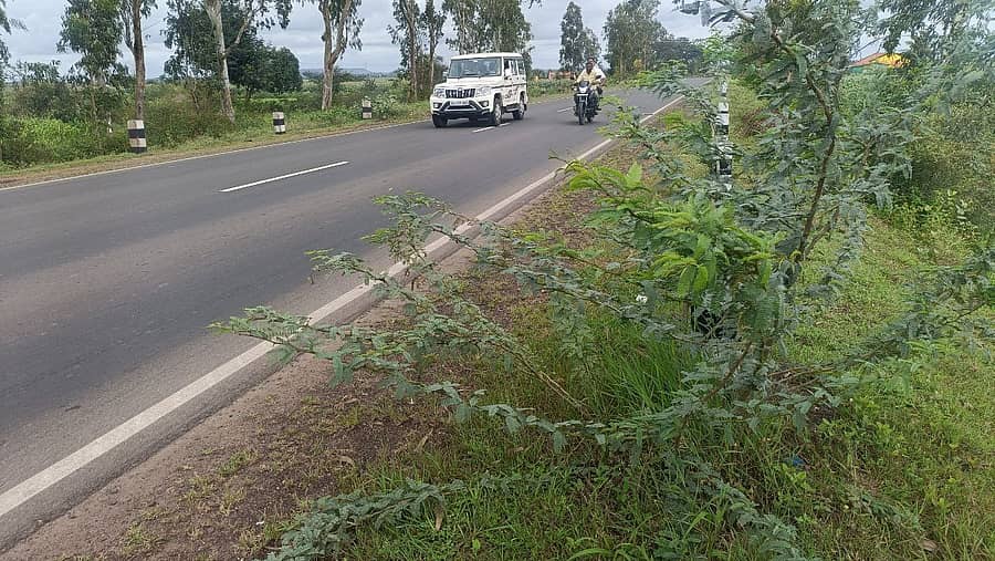 ನಿಪ್ಪಾಣಿ– ಮಧೋಳ ರಾಜ್ಯ ಹೆದ್ದಾರಿಯ ಸಮರ್ಪಕ ನಿರ್ವಹಣೆಯ ಕೊರತೆಯಿಂದ ಹೆದ್ದಾರಿಗೆ ಚಾಚಿಕೊಂಡಿರುವ ಮುಳ್ಳು ಕಂಟಿಗಳು ಪ್ರಜಾವಾಣಿ ಚಿತ್ರ