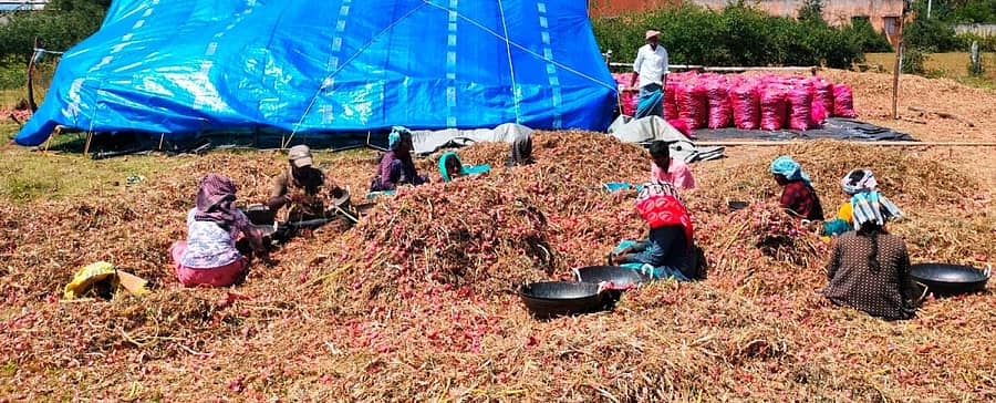 <div class="paragraphs"><p>ಕಡೂರು ತಾಲ್ಲೂಕು ಹಿರೇನಲ್ಲೂರು ಹೋಬಳಿಯ ರೈತರೊಬ್ಬರು ಬೆಳೆದ ಈರುಳ್ಳಿಯನ್ನು ಕೂಲಿಕಾರರು ಸಂಸ್ಕರಿಸುತ್ತಿರುವುದು</p></div>