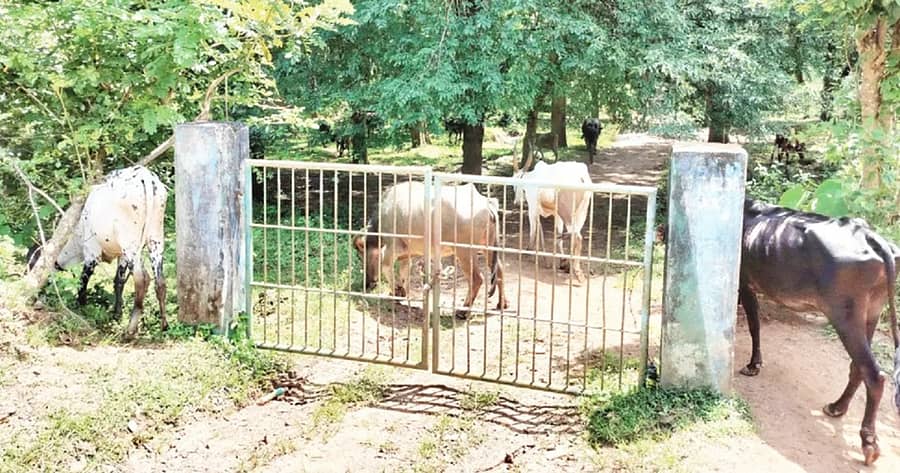 ಶಿರಸಿ ತಾಲ್ಲೂಕಿನಬನವಾಸಿಯಲ್ಲಿರುವ ಪಂಪವನದಲ್ಲಿ ಜಾನುವಾರುಗಳು ಮೇವು ಅರಸುತ್ತಿರುವುದು