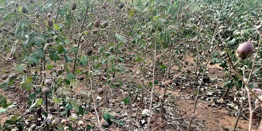 ತಾಲ್ಲೂಕಿನ ಸಬ್ಬಲಹುಣಸಿ, ನಾಗರಾಳ ಅತಿಯಾದ ಮಳೆಯಿಂದ ಸರಿಯಾಗಿ ಅರಳದ ಹತ್ತಿ