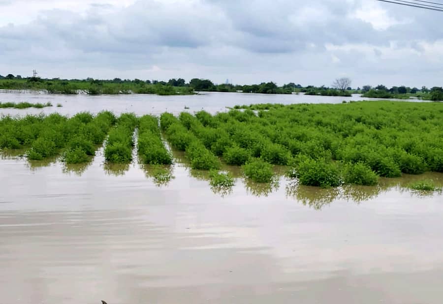 ಕಲಬುರಗಿ ಜಿಲ್ಲೆಯ ಚಿತ್ತಾಪುರ ತಾಲ್ಲೂಕಿನ ಬೆಳಗುಂಪಾದಲ್ಲಿ ಜಮೀನು ಜಲಾವೃತ್ತವಾಗಿದೆ
