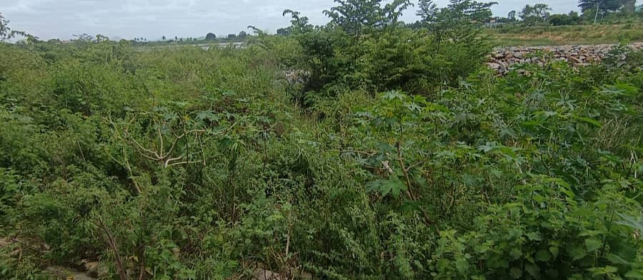 ತಾಳೆ ಕೆರೆಯ ಅಭಿವೃದ್ಧಿಗೊಂಡ ಸ್ಥಳದ ಎದುರು ಇರುವ ಬೆಳೆದ ಗಿಡಗಂಟಿಗಳು
