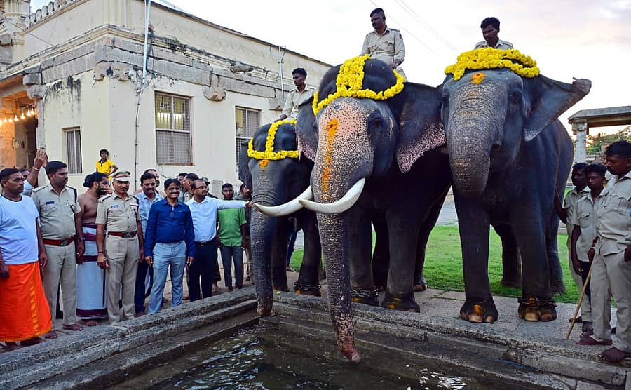 ಶ್ರೀರಂಗಪಟ್ಟಣದ ದಸರಾ ಉತ್ಸವದ ಜಂಬೂ ಸವಾರಿಗೆ ಬುಧವಾರ ಸಂಜೆ ಮೈಸೂರಿನಿಂದ ಆಗಮಿಸಿದ ಮಹೇಂದ್ರ, ಲಕ್ಷ್ಮಿ ಮತ್ತು ಕಾವೇರಿ ಹೆಸರಿನ ಆನೆಗಳು ಶ್ರೀರಂಗನಾಥಸ್ವಾಮಿ ದೇವಾಲಯದ ಕೊಳದಲ್ಲಿ ನೀರು ಕುಡಿದವು