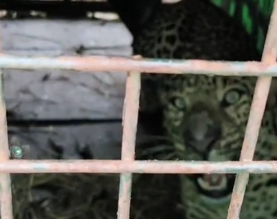 ಕನಕಪುರ ಕಚ್ಚುವನಹಳ್ಳಿ ಗ್ರಾಮದಲ್ಲಿ ಇಟ್ಟಿದ್ದ ಬೋನಿನಲ್ಲಿ ಸೆರೆಯಾಗಿರುವ ಚಿರತೆ