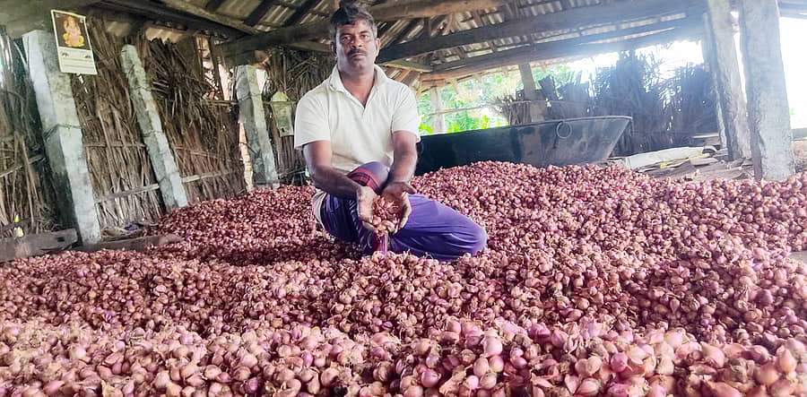 ಯಳಂದೂರು ತಾಲ್ಲೂಕಿನ ಅಂಬಳೆ ಹೊರವಲಯದ ತಾಕಿನಲ್ಲಿ ರೈತರು ಸಾಂಬಾರ ಈರುಳ್ಳಿ ಸಂಗ್ರಹಿಸಿ ಮಾರಾಟಕ್ಕೆ ಅಣಿಗೊಳಿಸಿದ್ದಾರೆ.