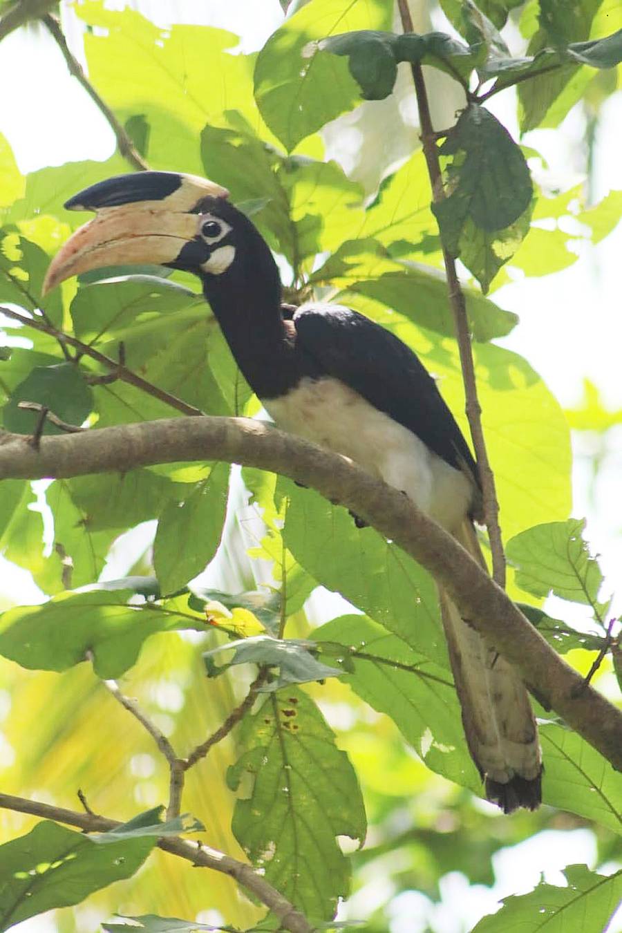 ಉಡುಪಿ ನಗರ ವ್ಯಾಪ್ತಿಯಲ್ಲಿ ಕಂಡು ಬಂದ ಮಲಬಾರ್‌ ಪೈಡ್‌ ಹಾರ್ನ್‌ಬಿಲ್‌
