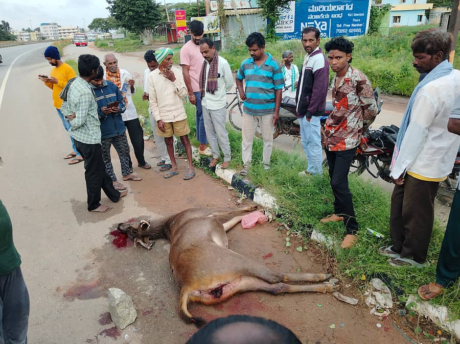 ರಾಷ್ಟ್ರೀಯ ಹೆದ್ದಾರಿ ದಾಡುತ್ತಿದ್ದ ಜಿಂಕೆಗೆ ವಾಹನವೊಂದು ಡಿಕ್ಕಿ ಹೊಡೆದು ಜಿಂಕೆ ಮೃತಪಟ್ಟಿದೆ