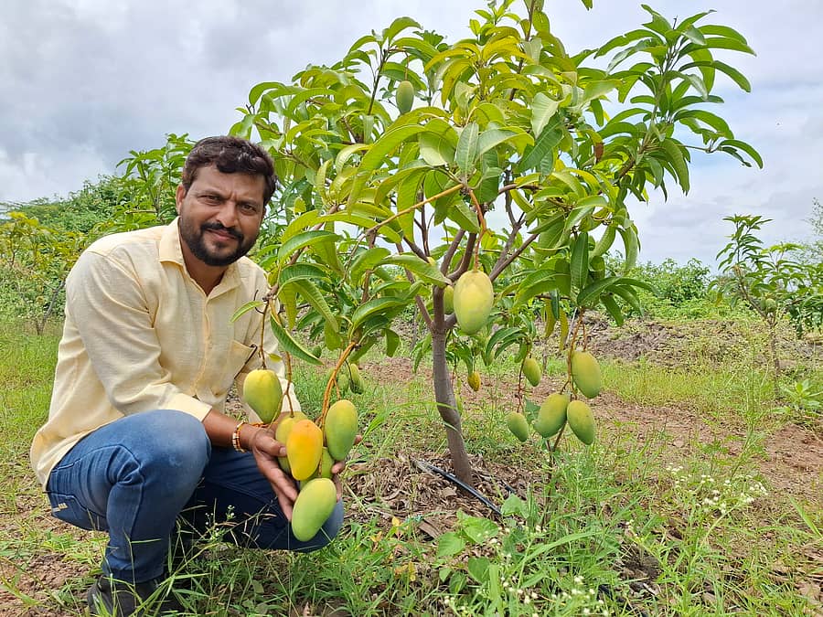 ವಿಜಯಪುರ ಜಿಲ್ಲೆಯ ಶಿವಣಗಿ ಗ್ರಾಮದ ತಮ್ಮ ತೋಟದಲ್ಲಿ ಬೆಳೆದಿರುವ ಥೈಯ್ಲೆಂಡ್ ಮಾವಿನ ಗಿಡದಲ್ಲಿ ಹಣ್ಣು ಬಿಟ್ಟಿರುವುದನ್ನು ತೋರಿಸುತ್ತಿರುವ ಪ್ರಗತಿಪರ ಯುವ ರೈತ ನವೀನ ರಾವುತಪ್ಪ ಮಂಗಾನವರ