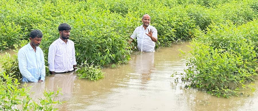 ಹುಲಸೂರ ಪಟ್ಟಣದ ಹೊರವಲಯದ ಮಾಂಜ್ರಾ ನದಿಯ ಪ್ರವಾಹದಿಂದ ಜಲಾವೃತಗೊಂಡಿರುವ ತೊಗರಿ ಬೆಳೆ ಹಾನಿಯನ್ನು ಶಾಸಕ ಶರಣು ಸಲಗರ ಪರಿಶೀಲಿಸಿದರು
