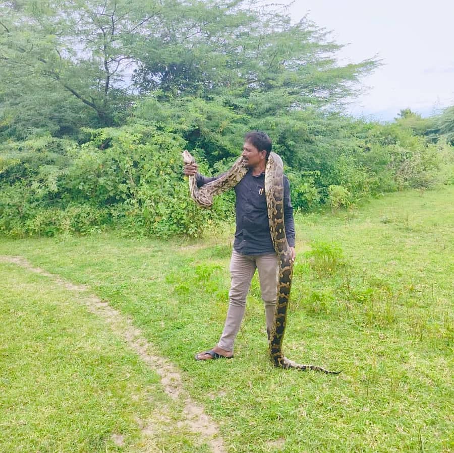 ಉರಗತಜ್ಞ ಸ್ನೇಕ್ ಬಾಬು ಹೆಬ್ಬಾವನ್ನು ಹಿಡಿದಿರುವುದು