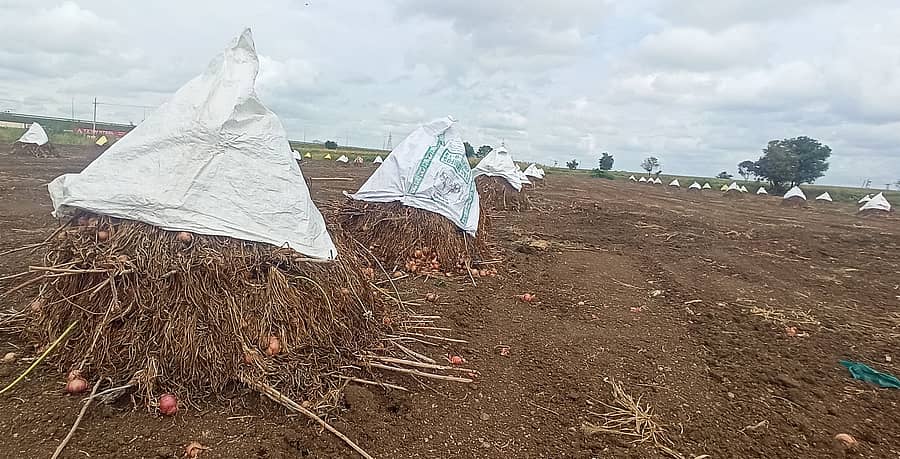 ರಾಣೆಬೆನ್ನೂರು ತಾಲ್ಲೂಕಿನ ಹಲಗೇರಿ ಬಳಿಯ ಜಮೀನಿನಲ್ಲಿ ಮುಂಗಾರು ಹಂಗಾಮಿಗೆ ಬೆಳೆದ ಈರುಳ್ಳಿ ಕಿತ್ತು ಗೂಡು ಹಾಕಿರುವುದು