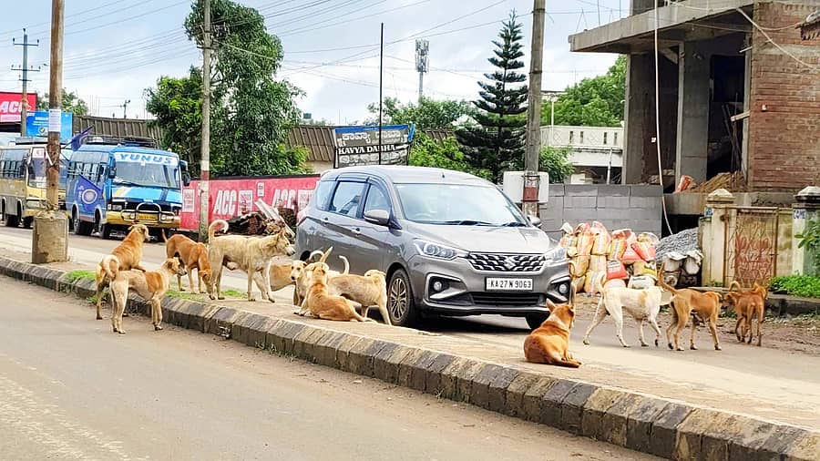 ಸವಣೂರು ಪಟ್ಟಣದ ಬಸ್ ಡಿಪೊ ಬಳಿಯ ಮುಖ್ಯರಸ್ತೆಯಲ್ಲಿ ಓಡಾಡಿದ ಬೀದಿನಾಯಿಗಳ ಹಿಂಡು