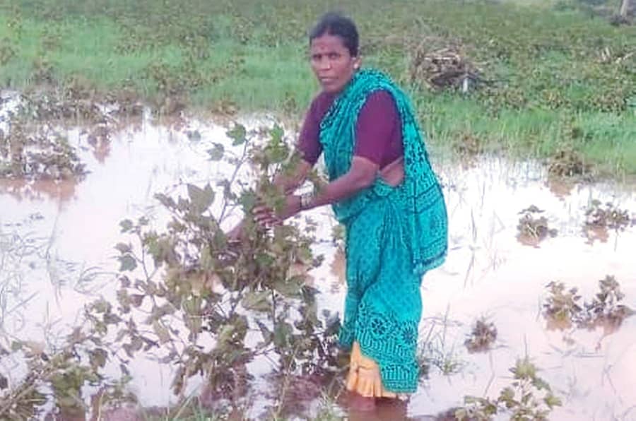 ಬ್ಯಾಲಿಹಾಳದ ರೈತ ಭರಮಗೌಡ ಅವರ ಹತ್ತಿ ಹೊಲದಲ್ಲಿ ನೀರು ನಿಂತಿರುವುದು