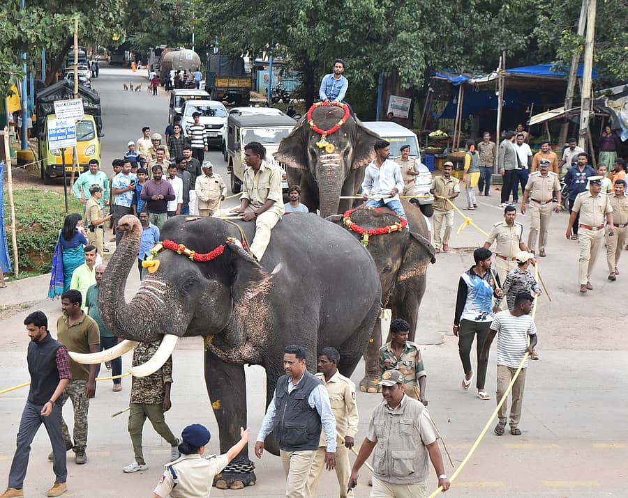 ತುಮಕೂರಿನಲ್ಲಿ ಶುಕ್ರವಾರ ದಸರಾ ಜಂಬೂ ಸವಾರಿ ಪೂರ್ವಭಾವಿಯಾಗಿ ಗಜಪಡೆಯ ತಾಲೀಮು ನಡೆಯಿತು