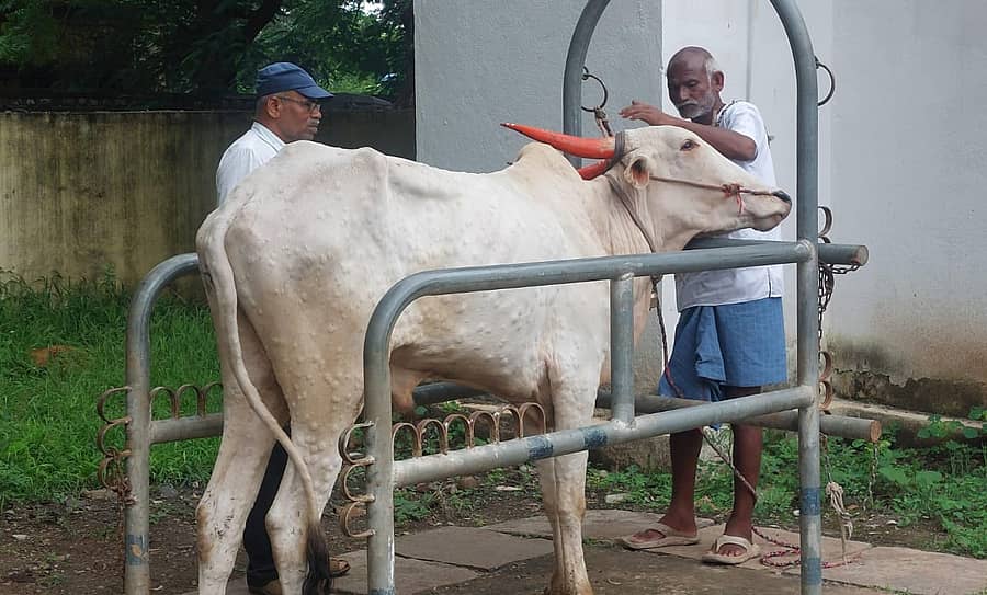 ಬಸವನಬಾಗೇವಾಡಿ ಪಶು ಆಸ್ಪತ್ರೆಯಲ್ಲಿ ಚರ್ಮಗಂಟು ರೋಗಪೀಡಿತ ಆಕಳಿಗೆ ವೈದ್ಯರು ಲಸಿಕೆ ಹಾಕುತ್ತಿರುವುದು.